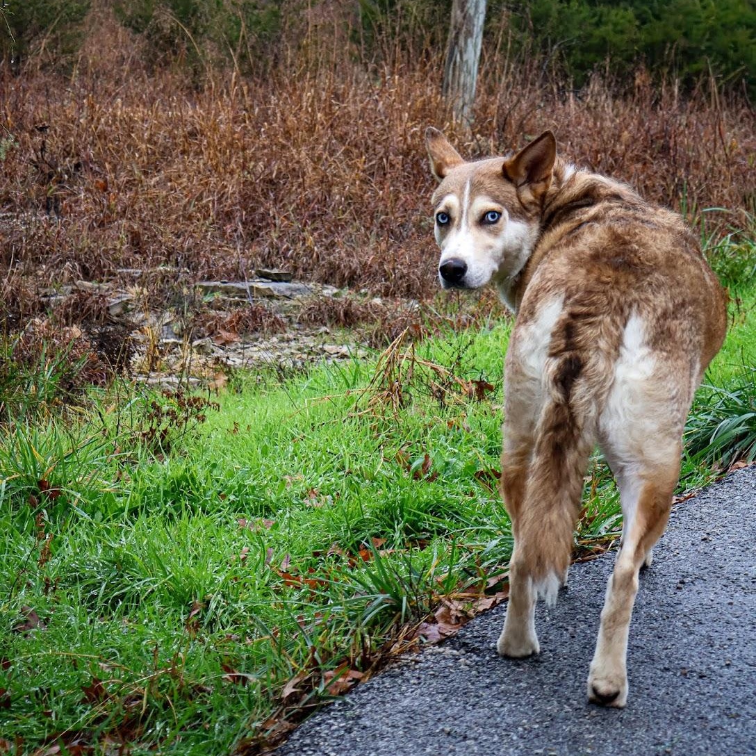 Enlarge Fudge, an adopted mixed breed in Hollister, MO image 3/4
