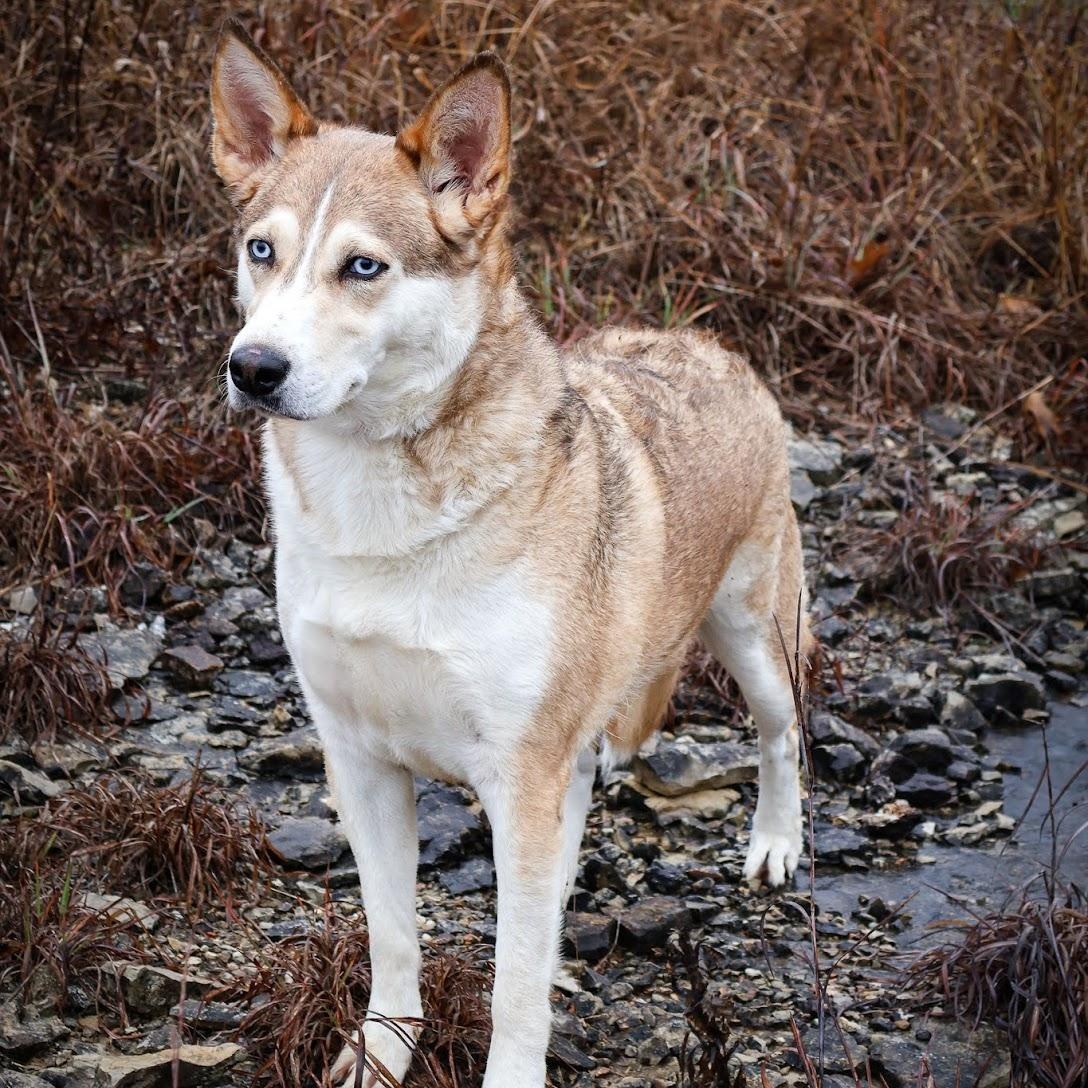 Enlarge Fudge, an adopted mixed breed in Hollister, MO image 4/4