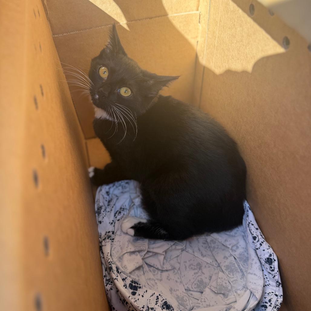 Enlarge Broccoli, a Adoptable Domestic Short Hair in Medford, NJ image 1/1