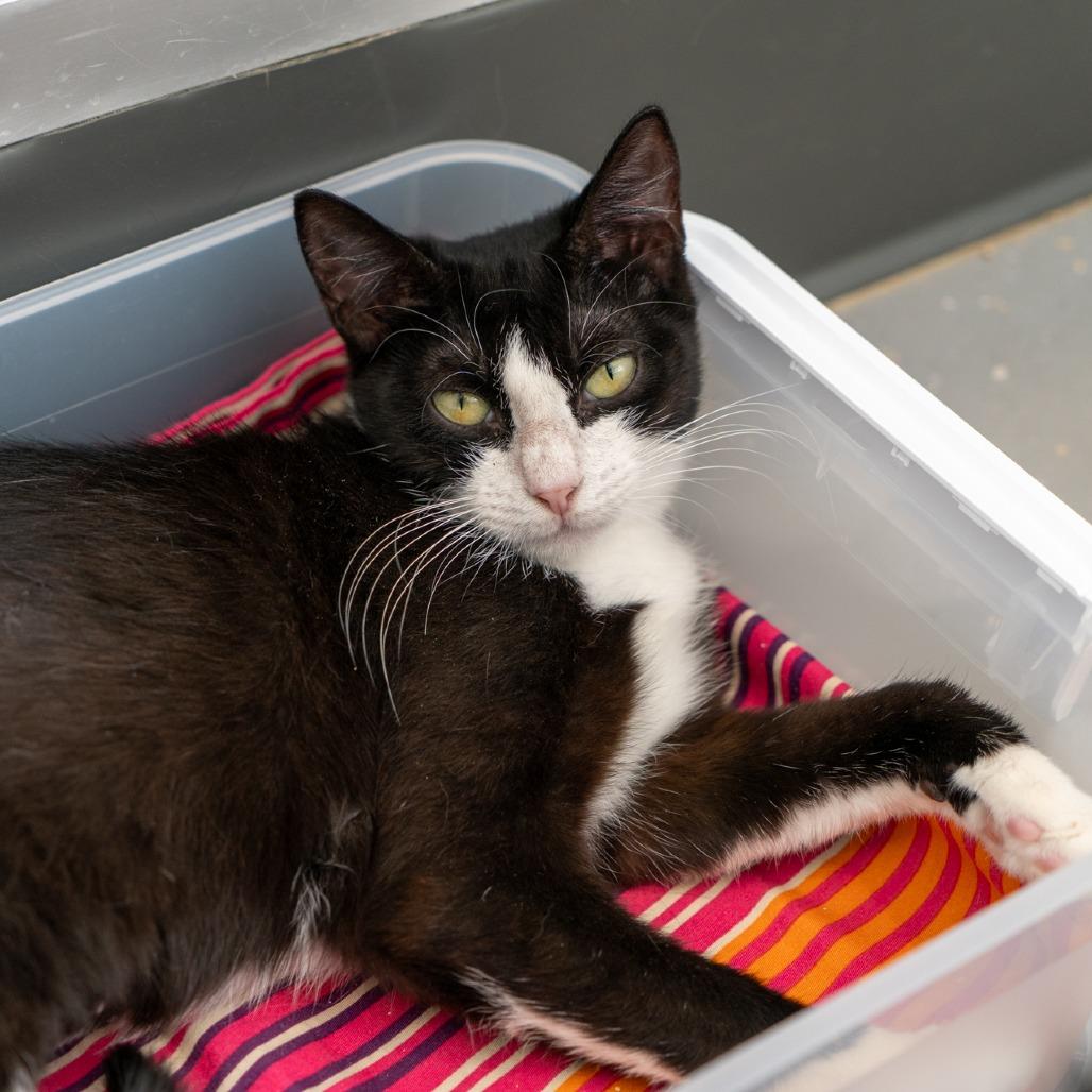 Frosty Fern, a Adoptable Domestic Short Hair in New York, NY image 1/2