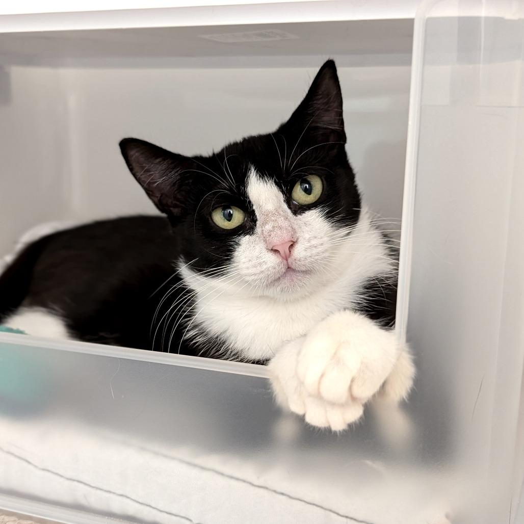 Frosty Fern, a Adoptable Domestic Short Hair in New York, NY image 2/2