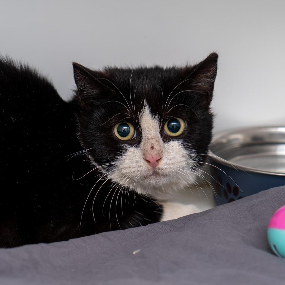 Frosty Fern, Adoptable, Young Female Domestic Short Hair.