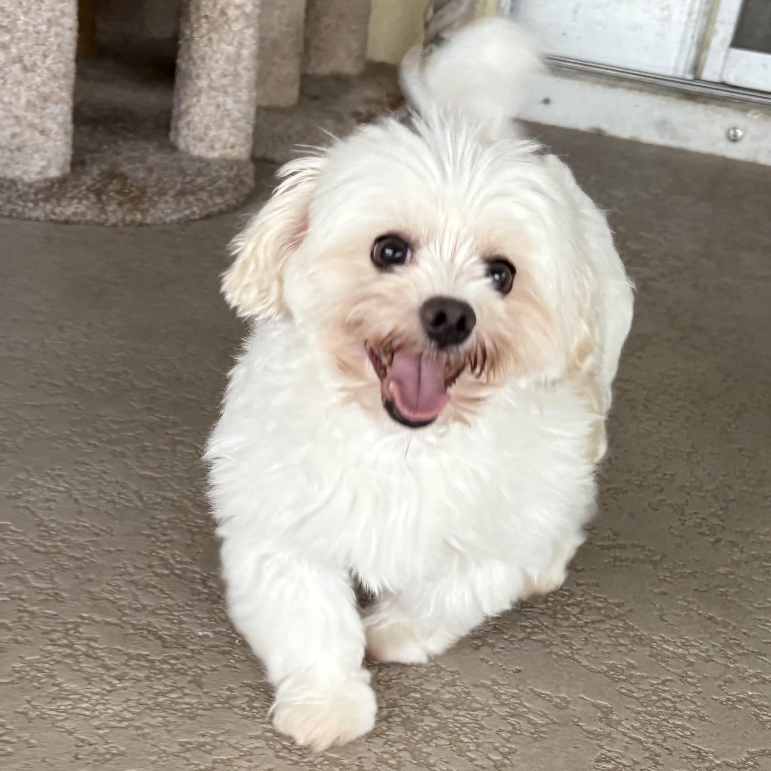 Millie, adopted, Adult Female Maltese.
