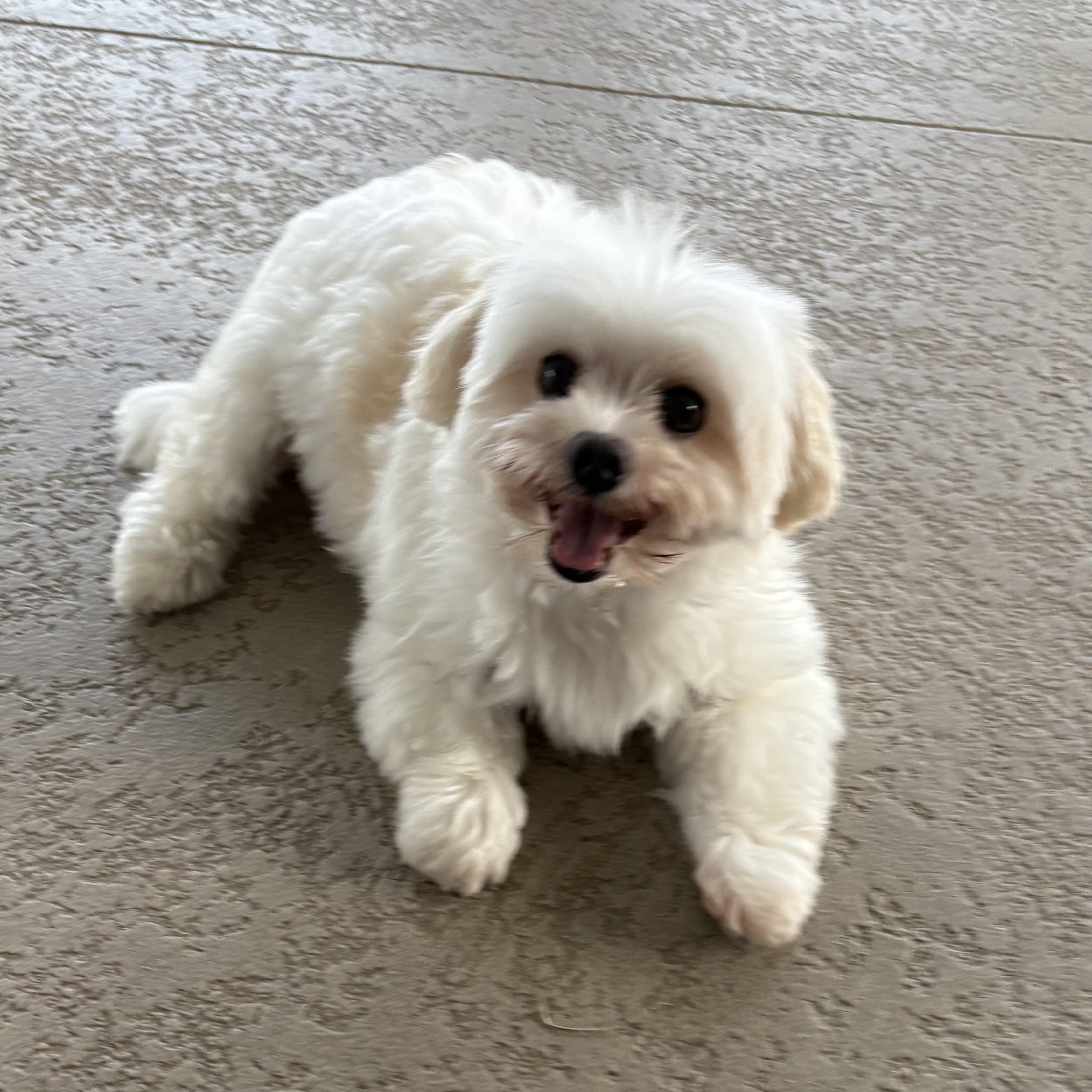 Millie, an adopted Maltese in Fort Myers, FL image 3/3