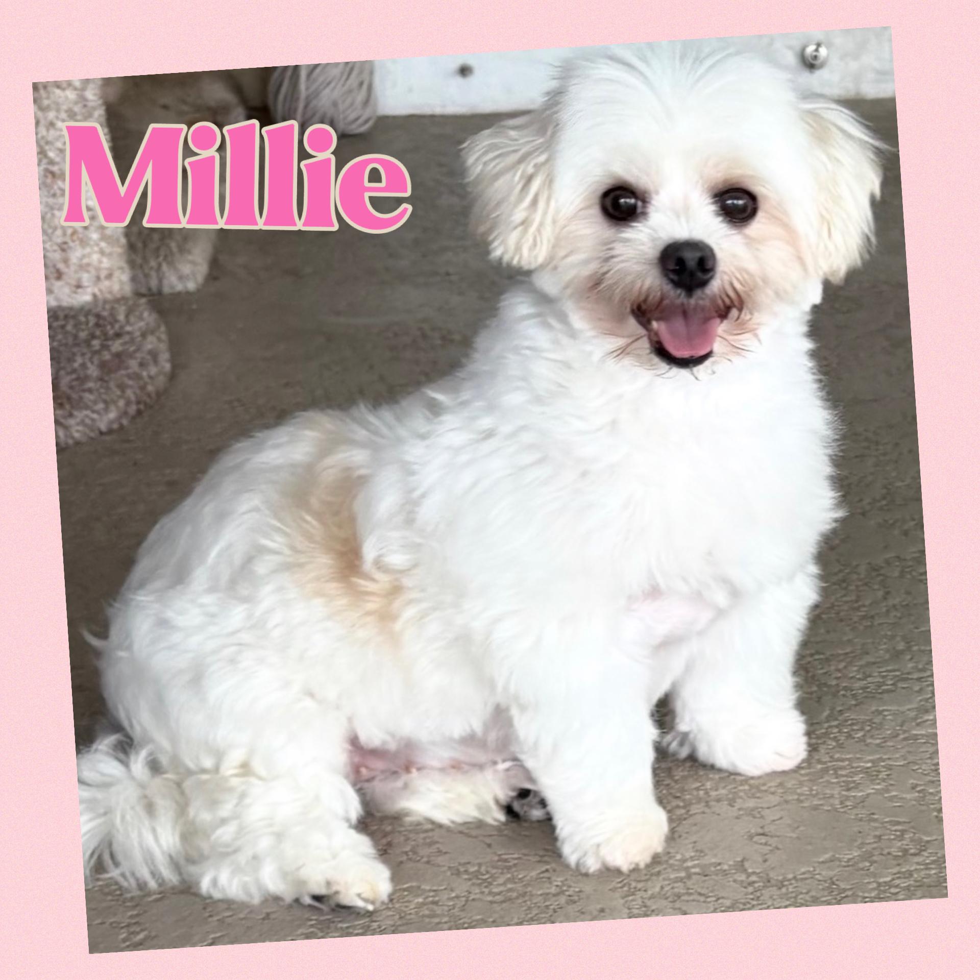 Enlarge Millie, a Adoptable Maltese in Fort Myers, FL image 1/1