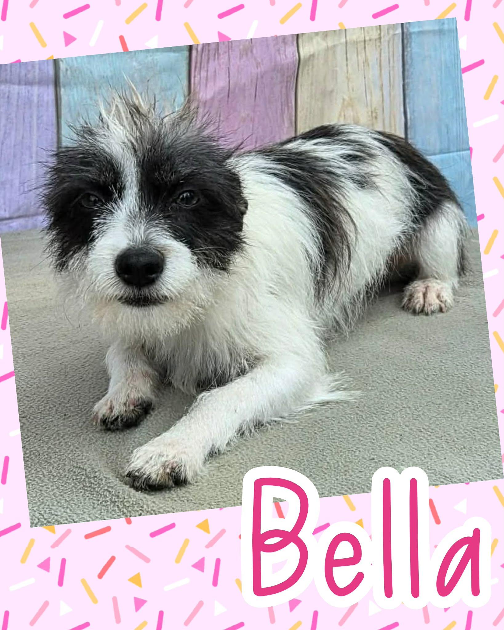 Bella, a ADOPTABLE mixed breed in Ringwood, NJ image 2/2