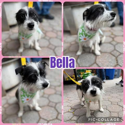 Bella, ADOPTABLE, Young Female Yorkshire Terrier & Poodle.