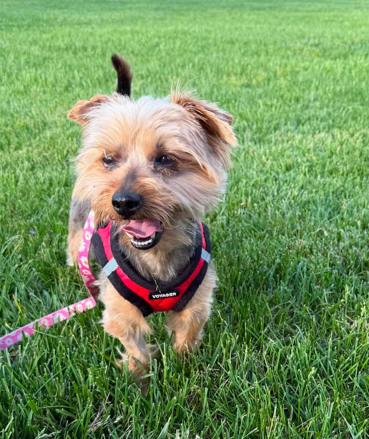 Enlarge Bennie, a ADOPTABLE Yorkshire Terrier in Louisville, KY image 5/5