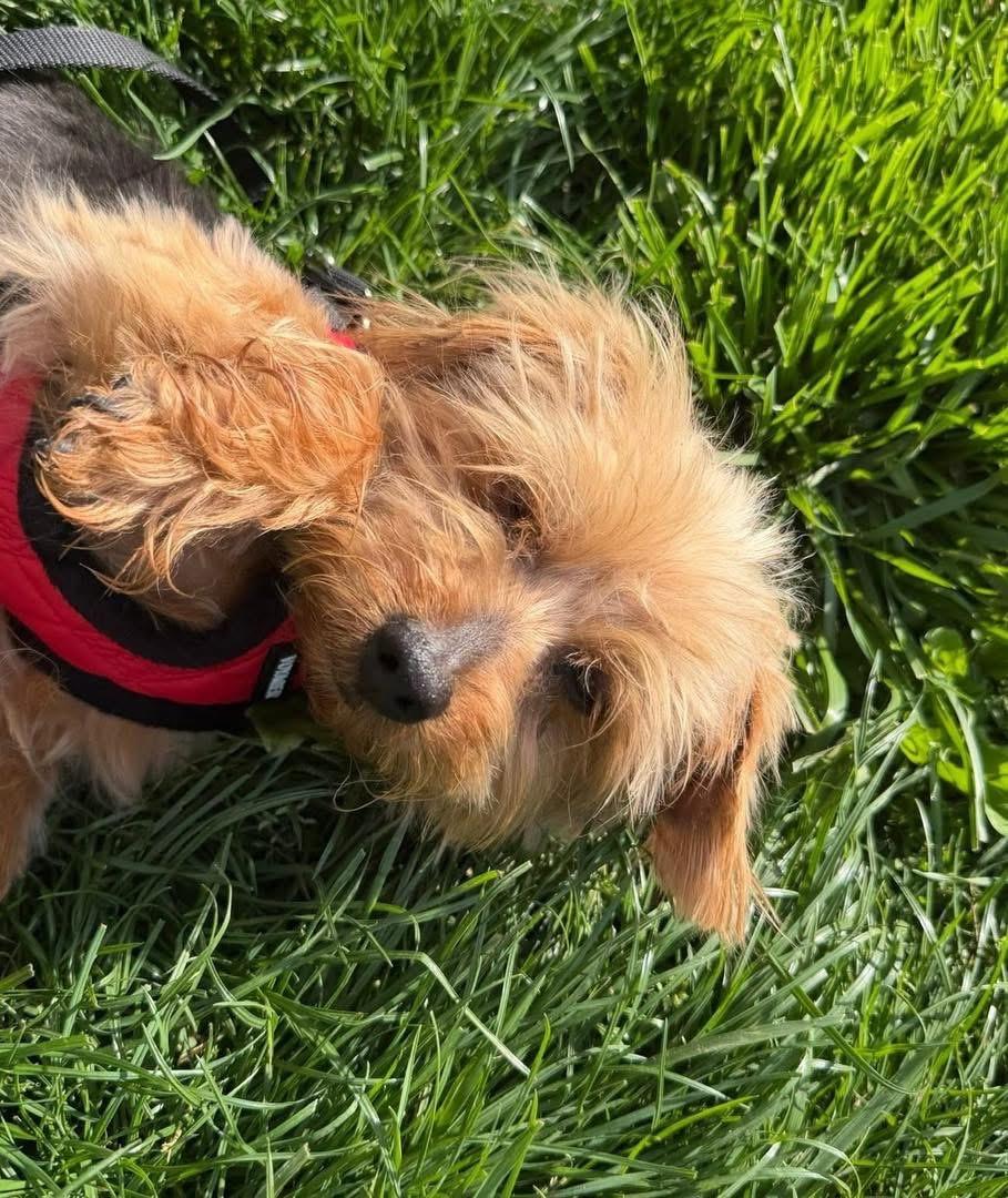 Enlarge Bennie, a ADOPTABLE Yorkshire Terrier in Louisville, KY image 2/5
