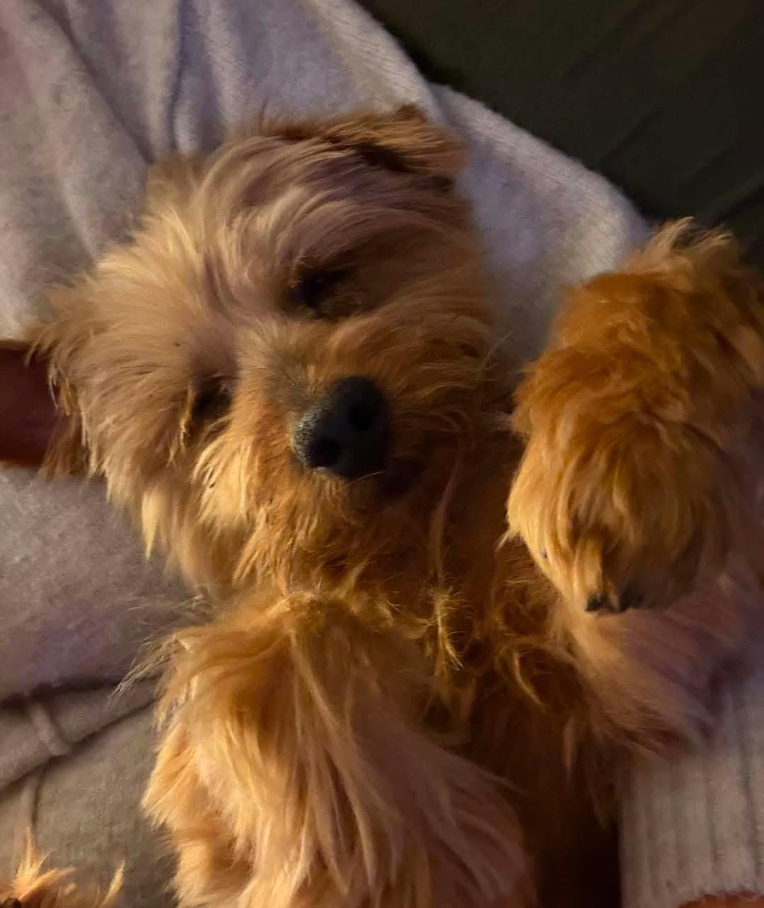 Enlarge Bennie, a ADOPTABLE Yorkshire Terrier in Louisville, KY image 3/5