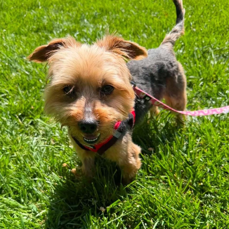 Bennie, ADOPTABLE, Adult Male Yorkshire Terrier.