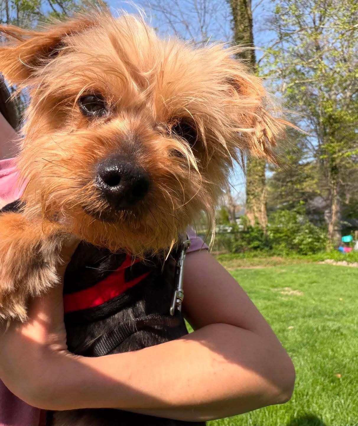 Enlarge Bennie, a ADOPTABLE Yorkshire Terrier in Louisville, KY image 4/5