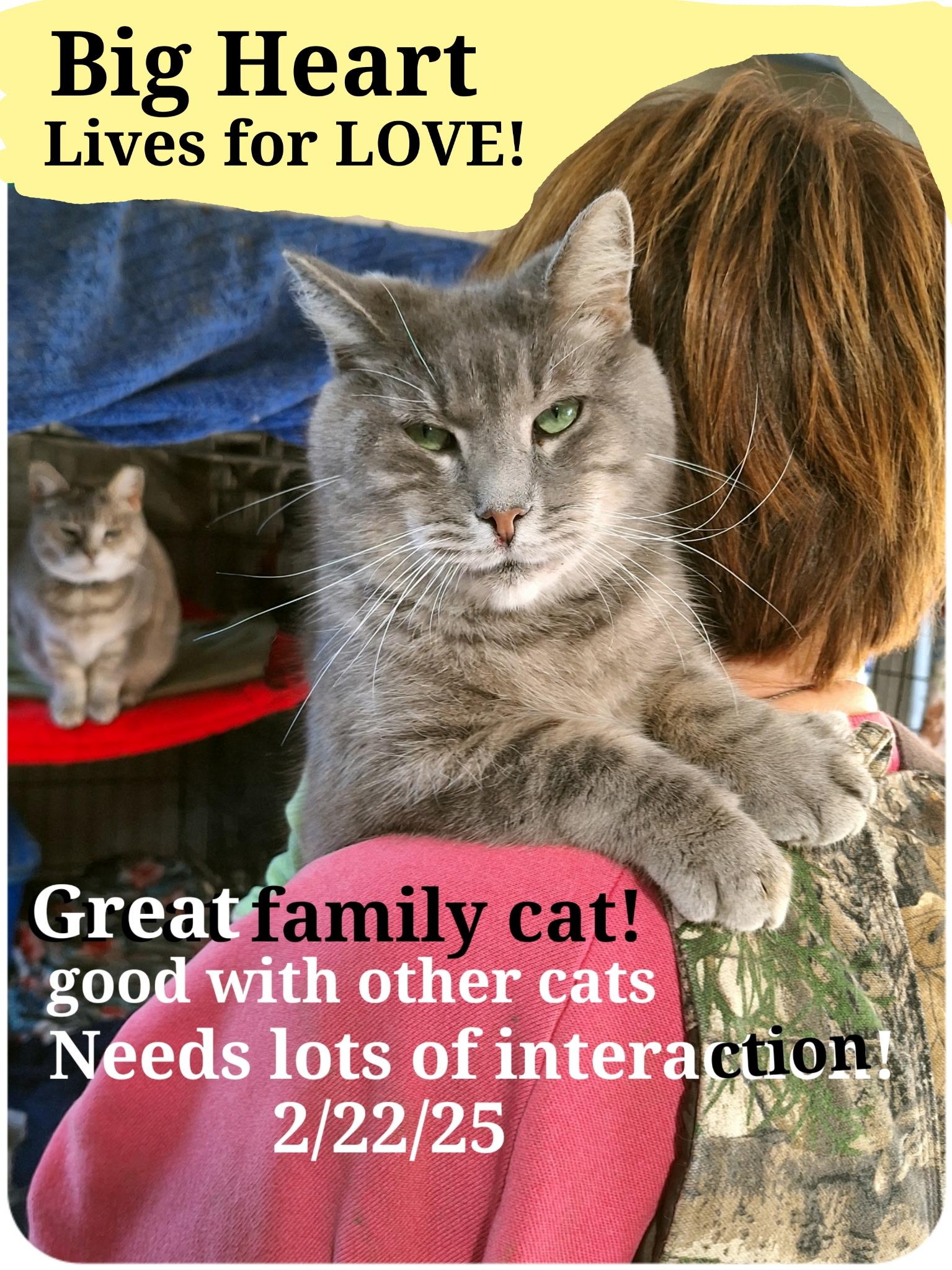 Bigheart, a Adoptable American Shorthair in Staunton, VA image 1/2