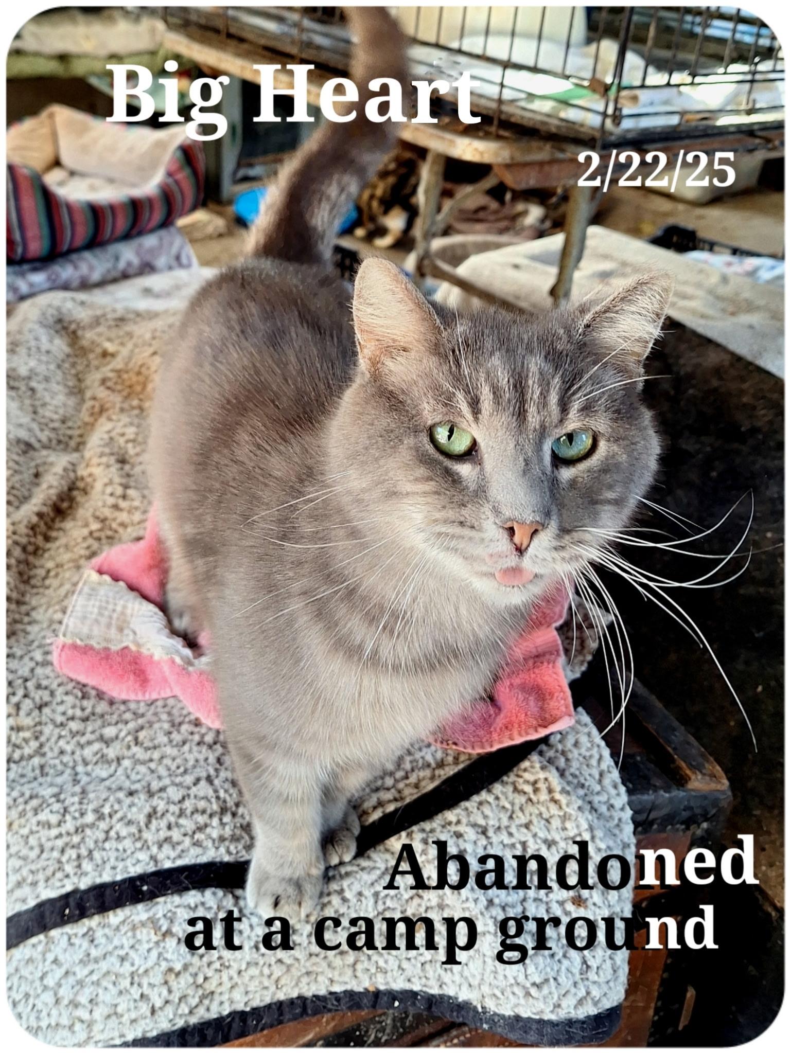 Bigheart, a Adoptable American Shorthair in Staunton, VA image 2/2