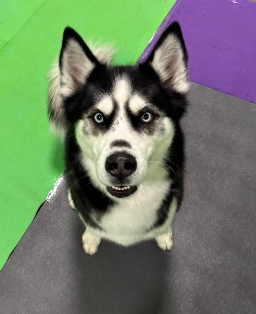 Ace, Adoptable, Adult Male Husky.