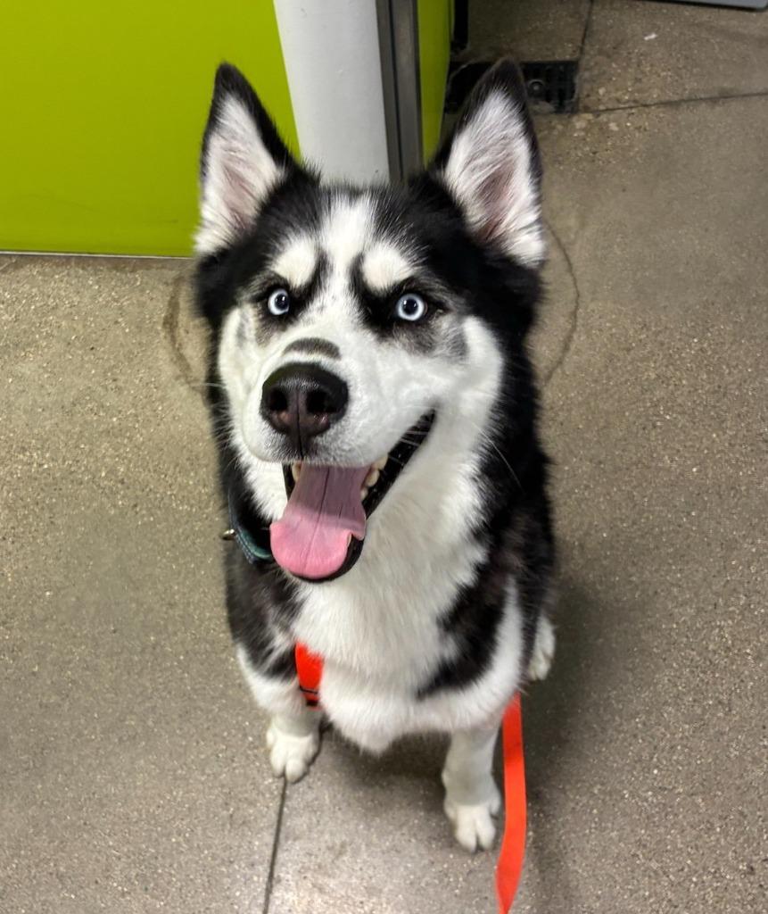 Enlarge Ace, a Adoptable Husky in Warren, MI image 2/6