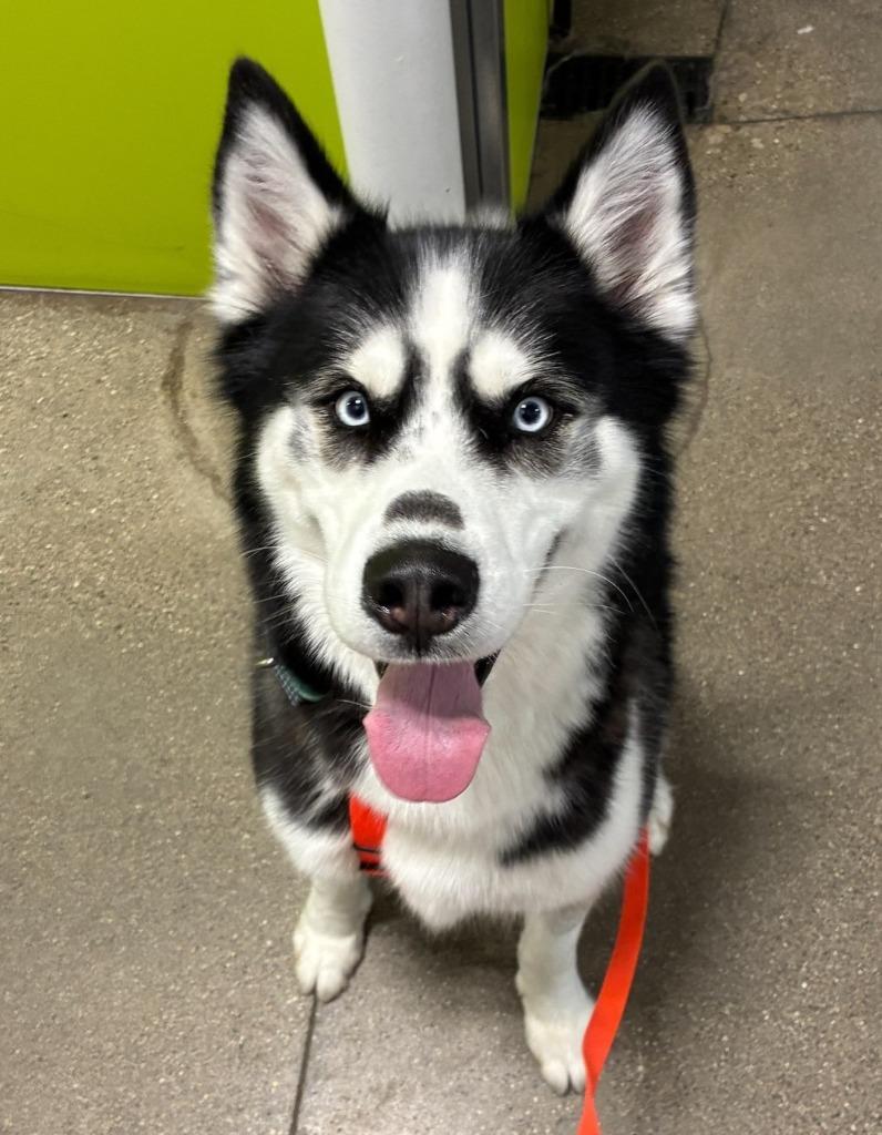 Enlarge Ace, a Adoptable Husky in Warren, MI image 3/6