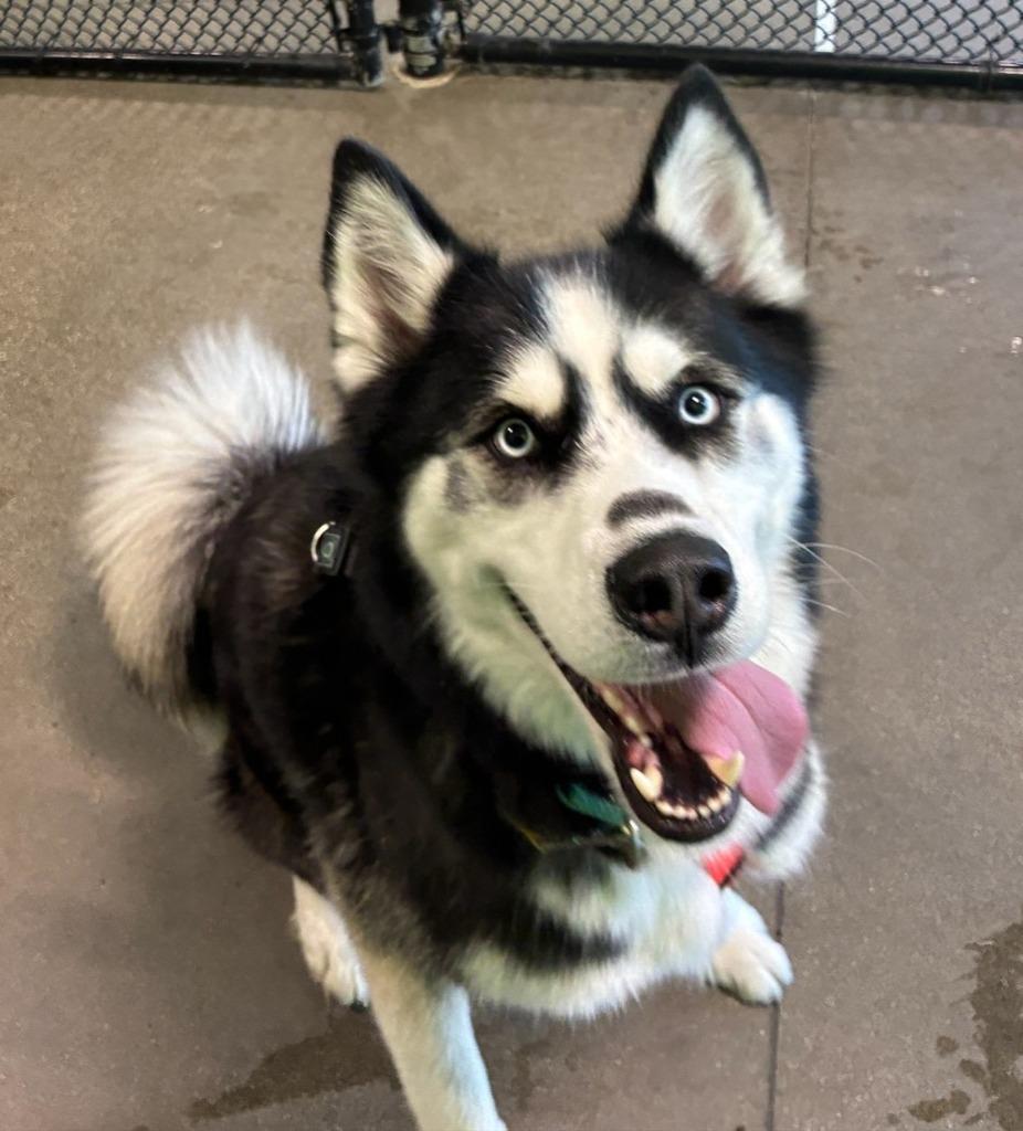 Ace, Adoptable, Adult Male Husky.