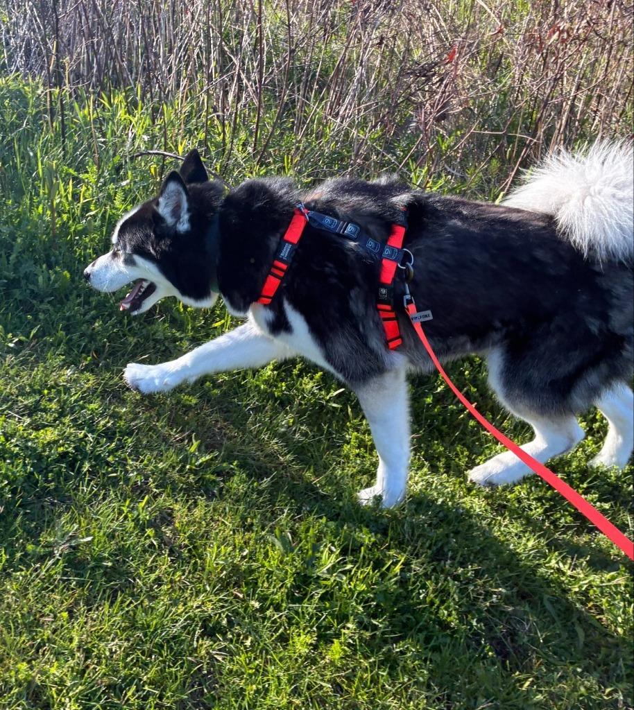 Enlarge Ace, a Adoptable Husky in Warren, MI image 5/6