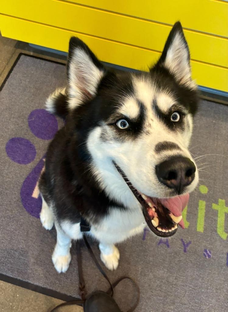 Enlarge Ace, a Adoptable Husky in Warren, MI image 6/6