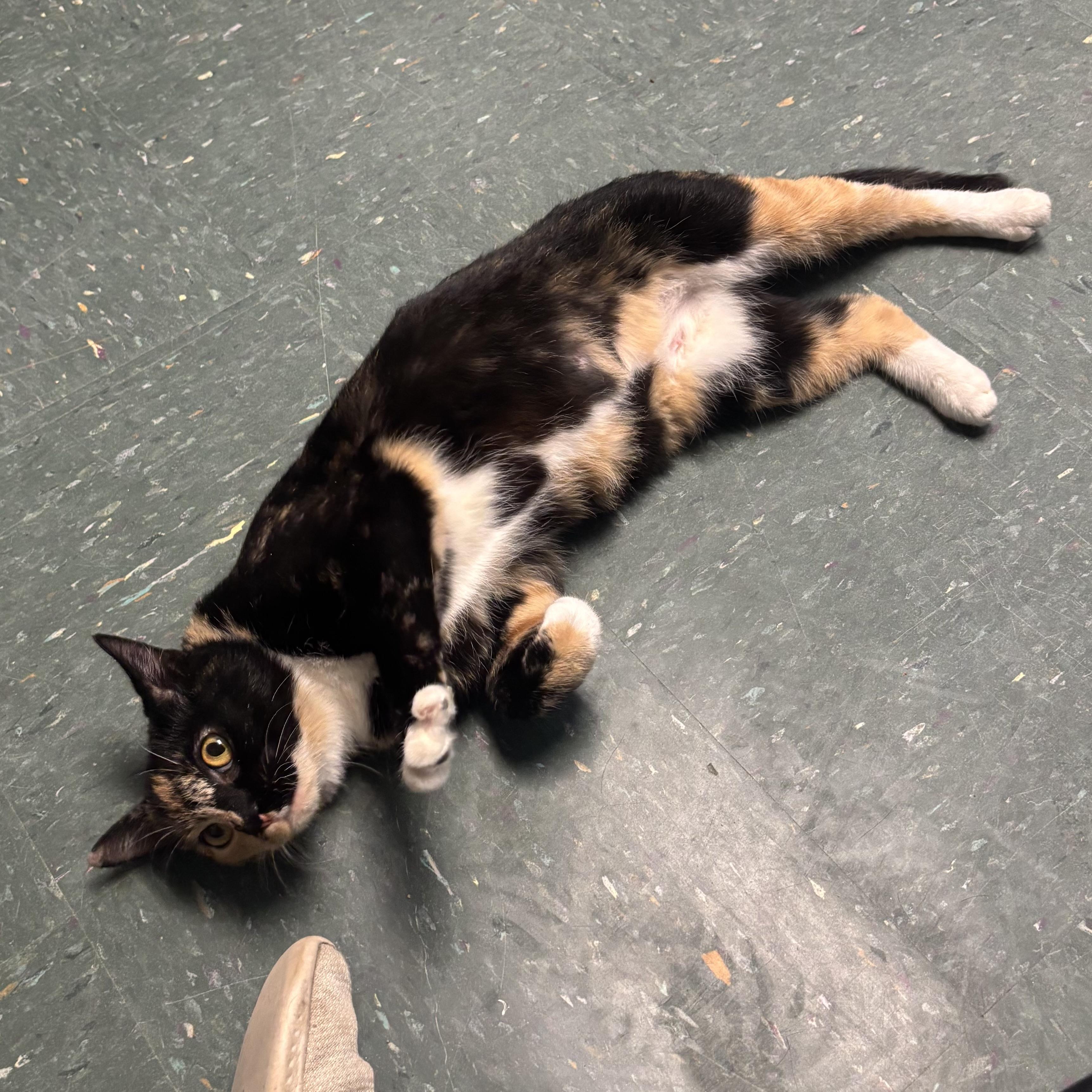 Enlarge Margo, a ADOPTABLE Calico in Waynesburg, PA image 4/6