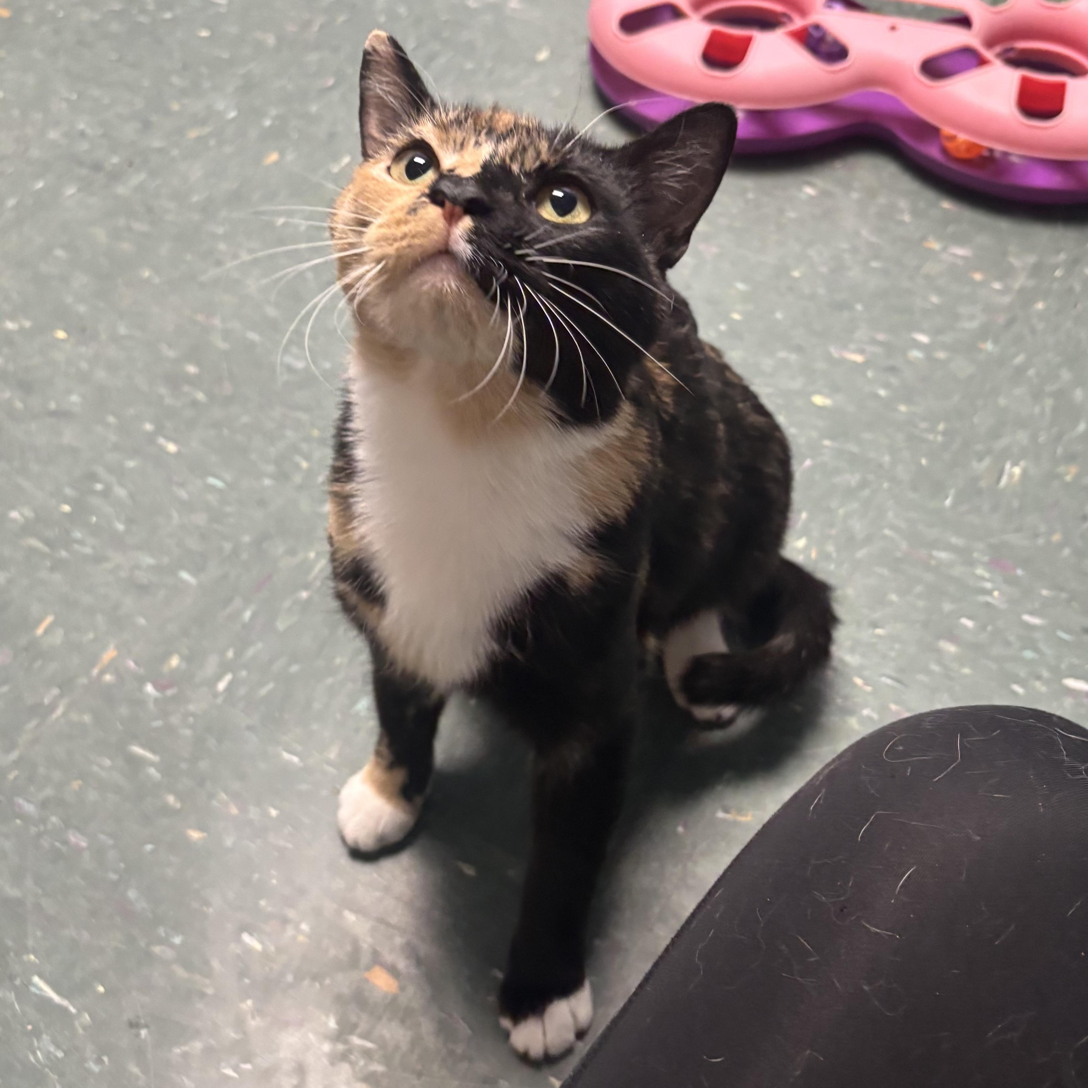Enlarge Margo, a ADOPTABLE Calico in Waynesburg, PA image 5/6