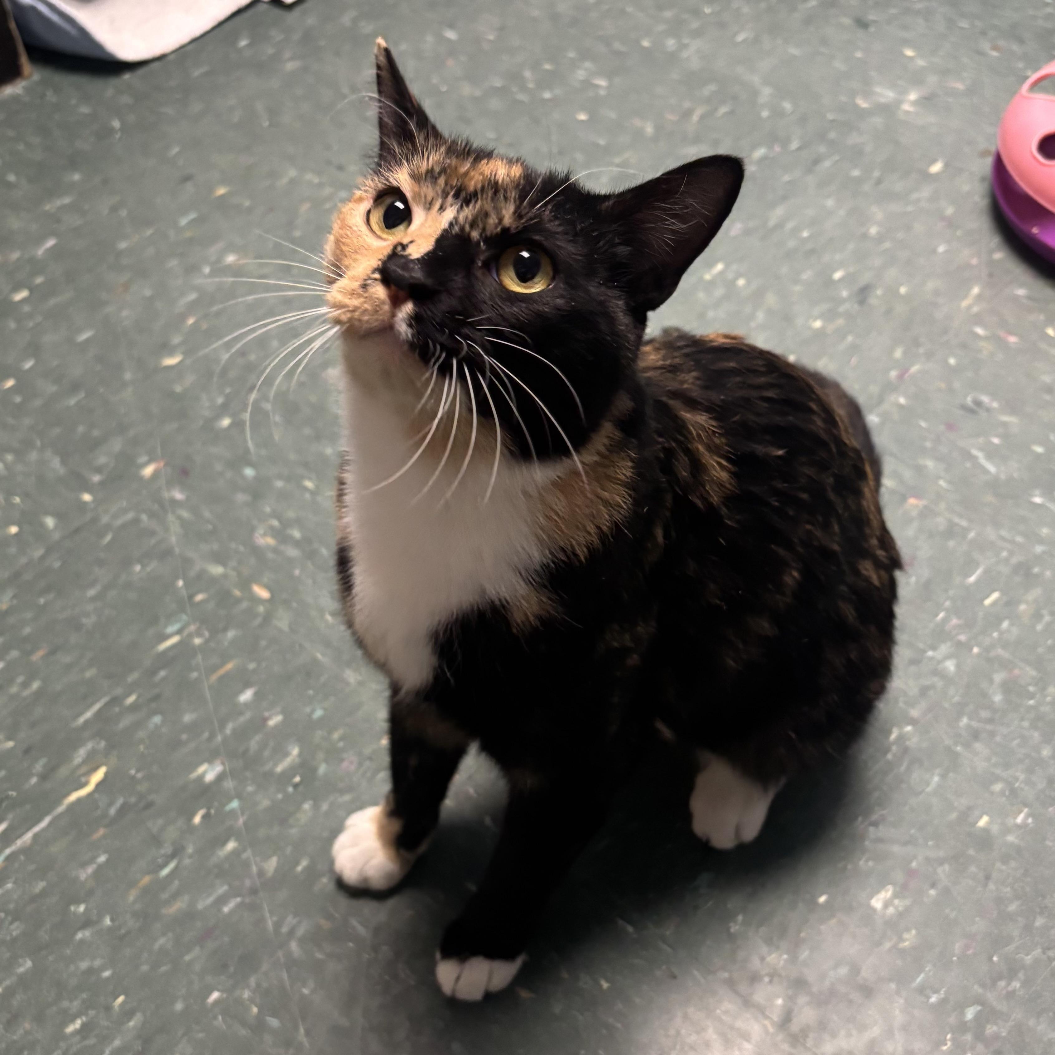 Enlarge Margo, a ADOPTABLE Calico in Waynesburg, PA image 6/6