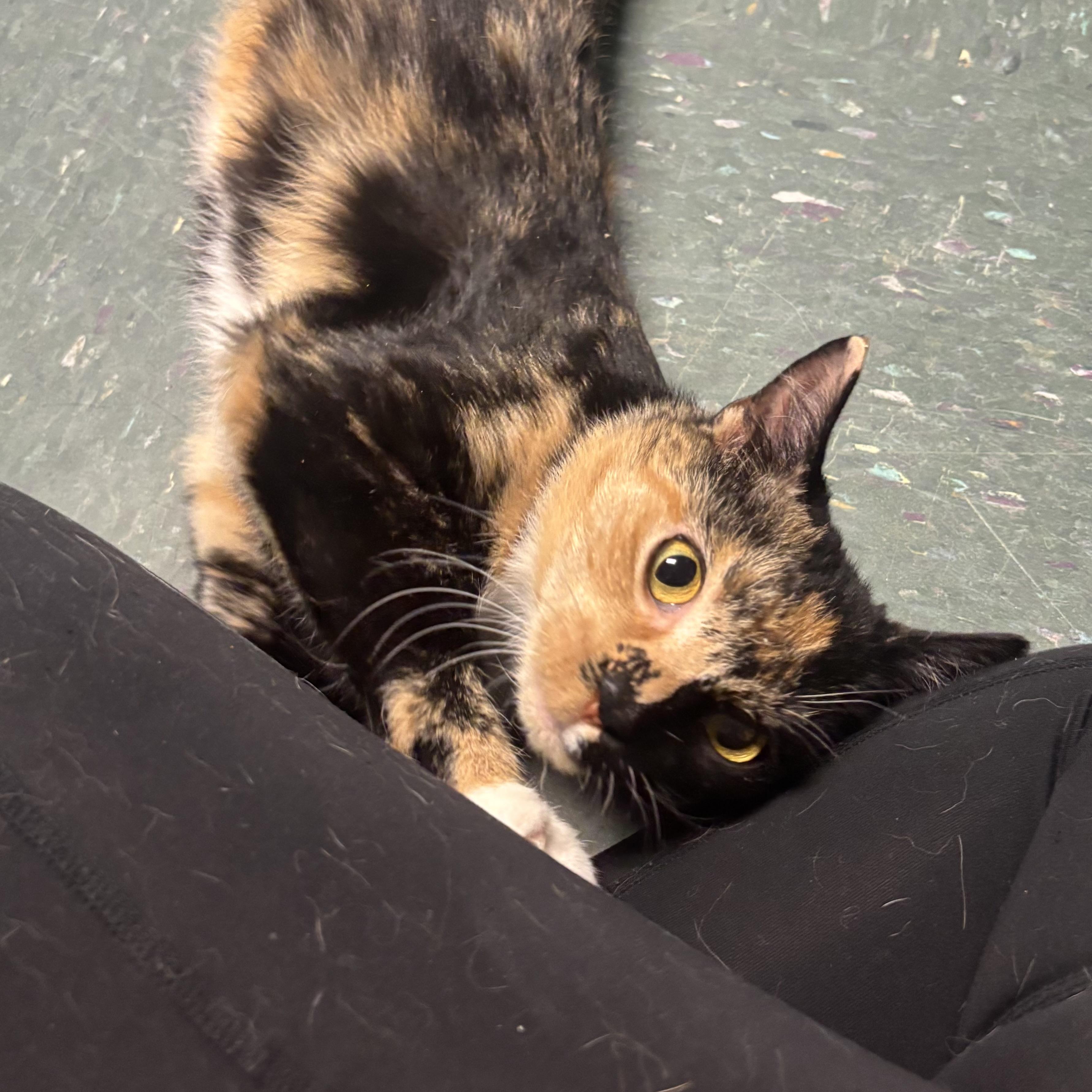 Enlarge Margo, a ADOPTABLE Calico in Waynesburg, PA image 3/6