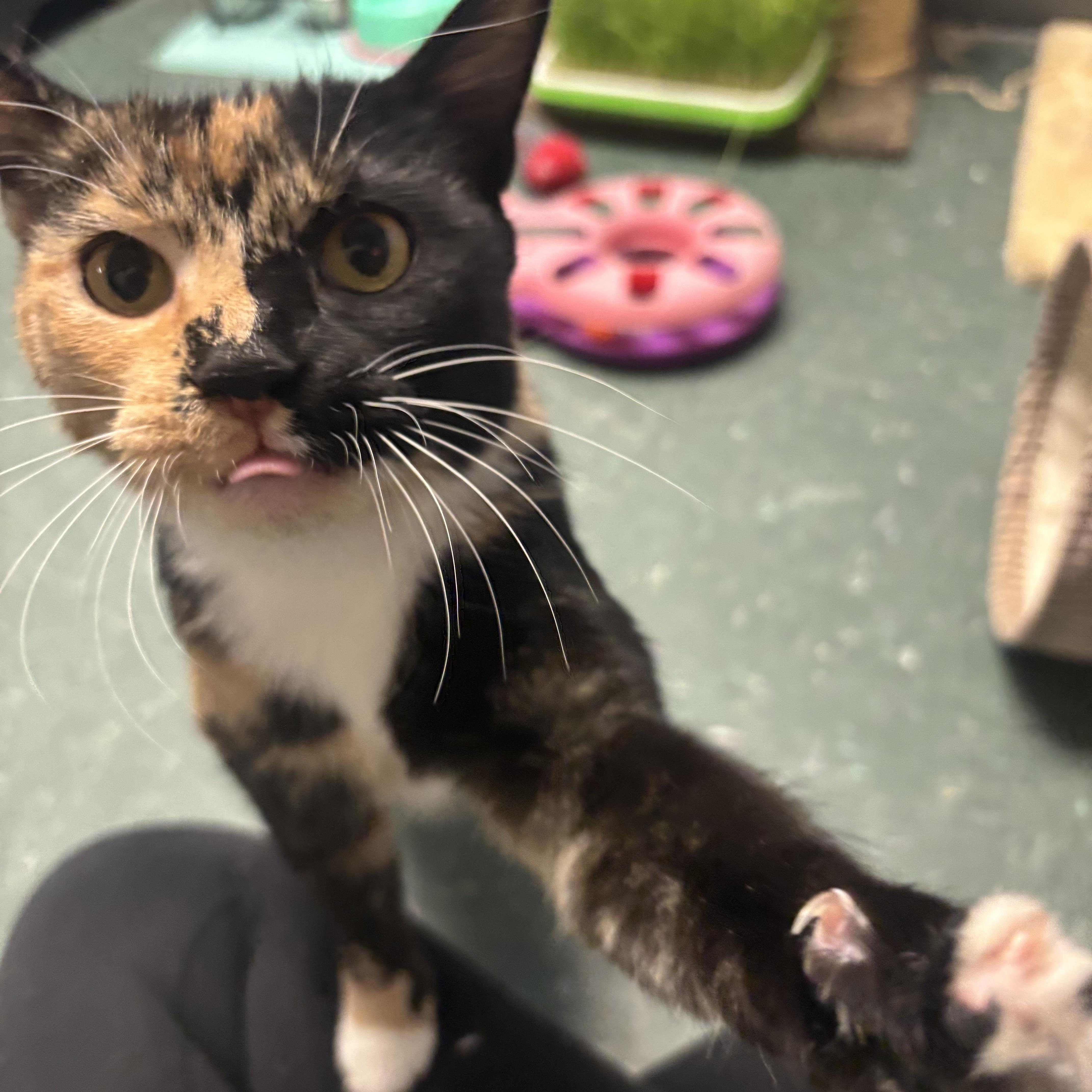 Enlarge Margo, a ADOPTABLE Calico in Waynesburg, PA image 2/6