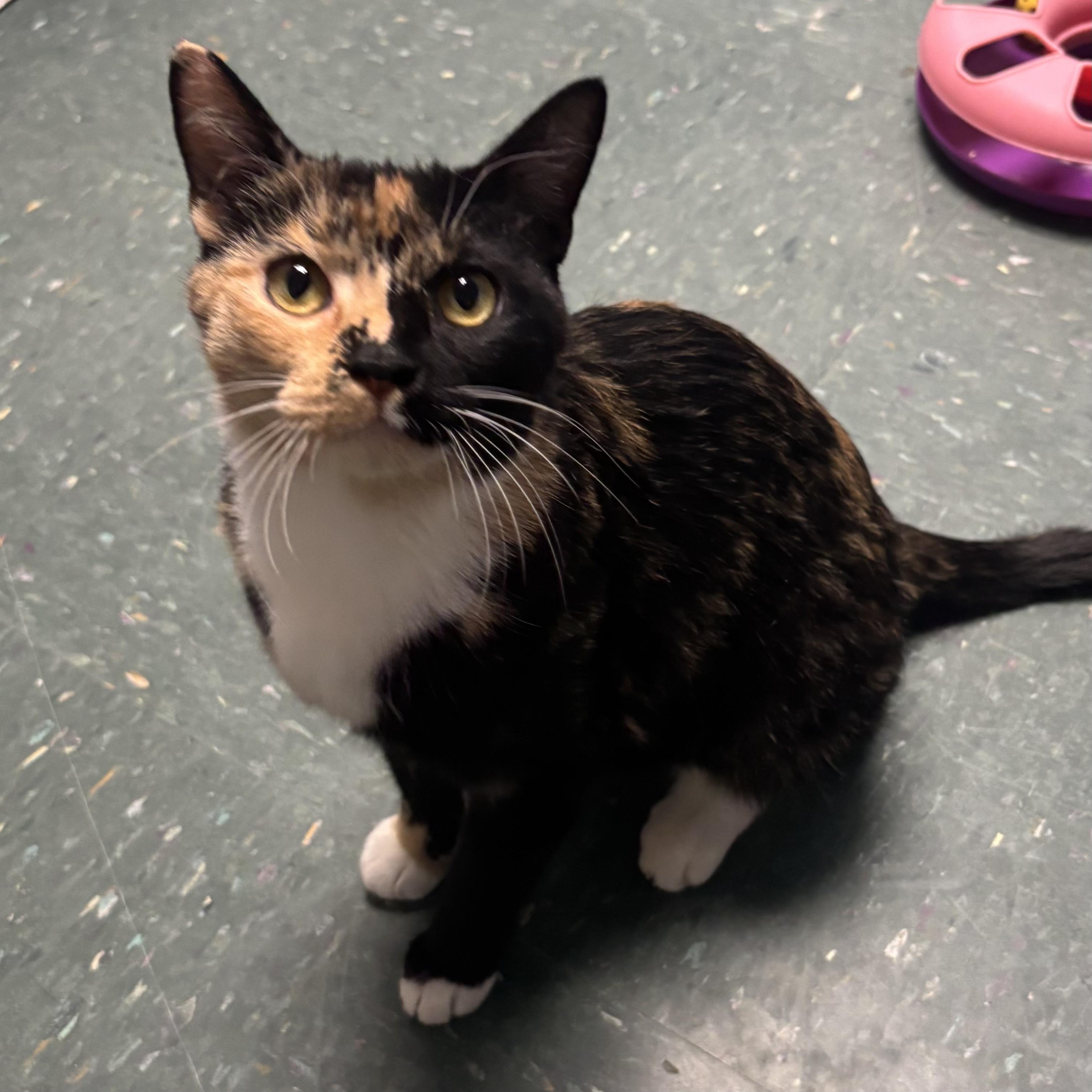 Enlarge Margo, a ADOPTABLE Calico in Waynesburg, PA image 1/6