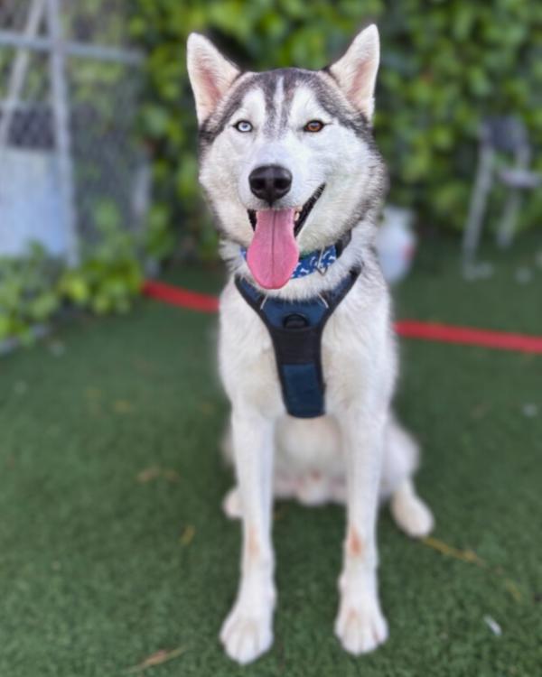 Jenkins, Adoptable, Adult Male Siberian Husky.