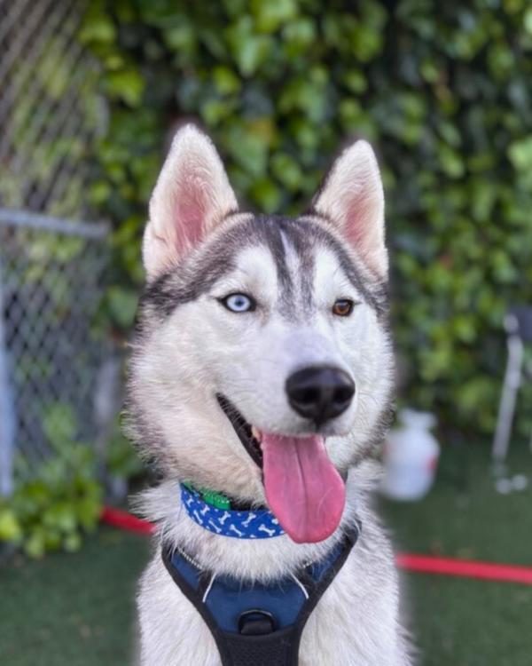 Enlarge Jenkins, a Adoptable mixed breed in Vallejo, CA image 2/6