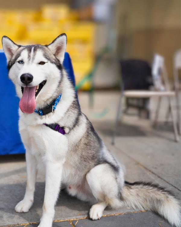 Enlarge Jenkins, a Adoptable mixed breed in Vallejo, CA image 3/6