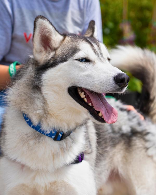 Enlarge Jenkins, a Adoptable mixed breed in Vallejo, CA image 3/6