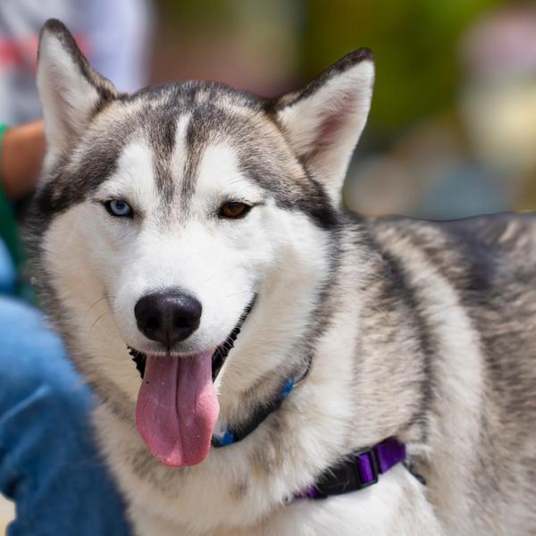 Enlarge Jenkins, a Adoptable mixed breed in Vallejo, CA image 4/6