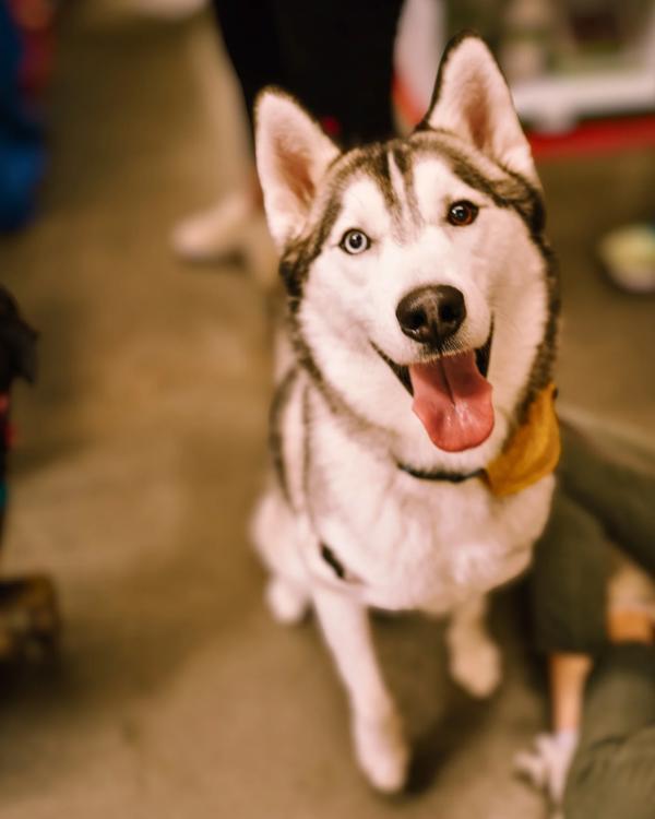 Enlarge Jenkins, a Adoptable mixed breed in Vallejo, CA image 5/6