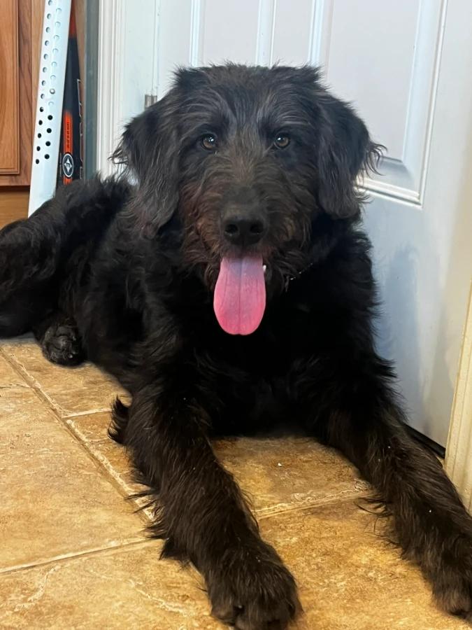 Enlarge Shaggy, a Adoptable mixed breed in Lindenhurst, NY image 1/1