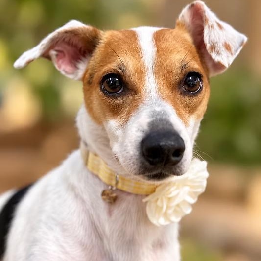 Juno, Adoptable, Adult Female Jack Russell Terrier.