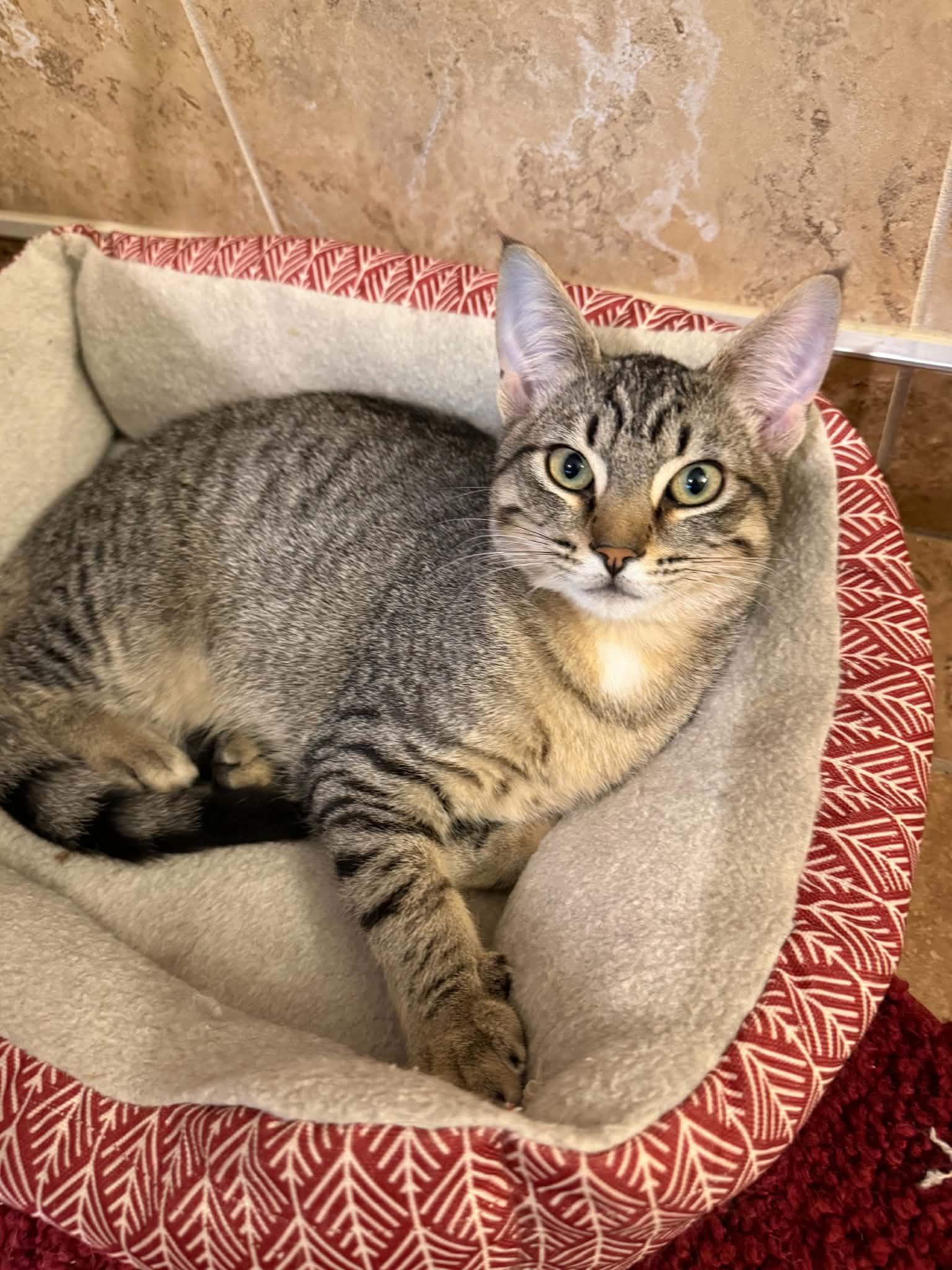 Nile, ADOPTABLE, Young Male Domestic Short Hair.
