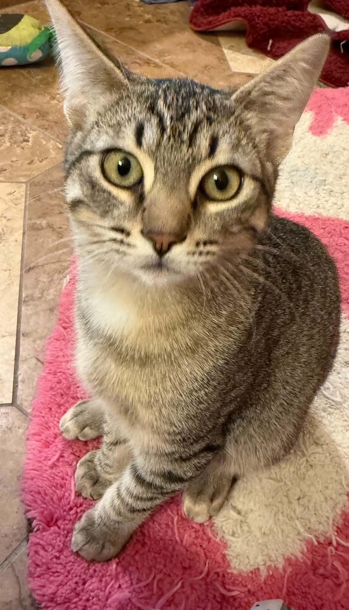 Enlarge Nile, a ADOPTABLE Domestic Short Hair in Blaine, MN image 2/2