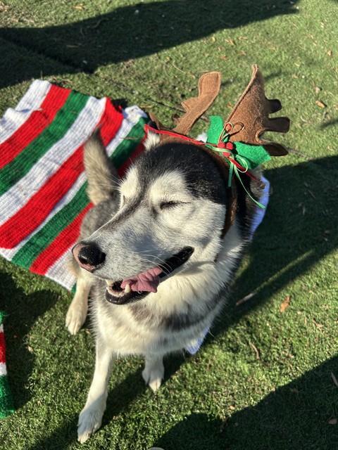 Enlarge NEZUKO, a Adoptable Husky in Fremont, CA image 1/1