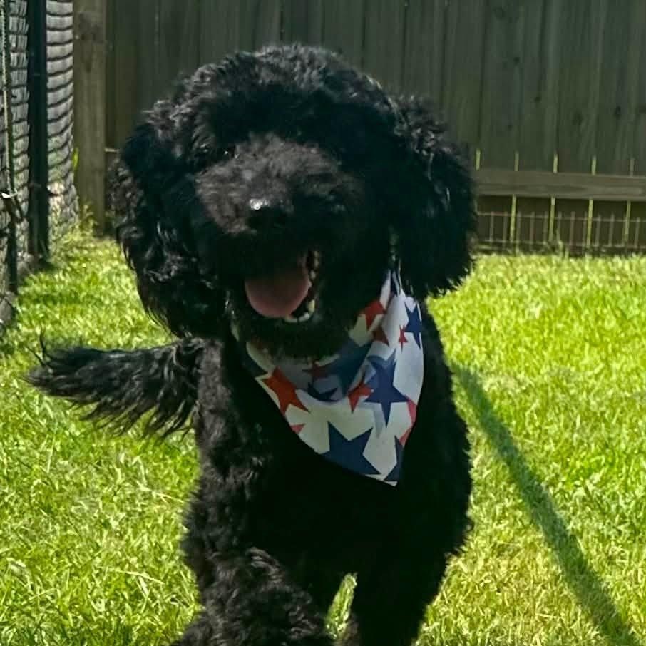 Jetta, ADOPTABLE, Puppy Female Poodle.