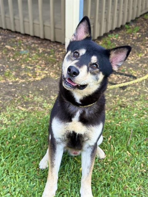 Enlarge NOAH, a Adoptable German Shepherd Dog in Sugar Land, TX image 1/1