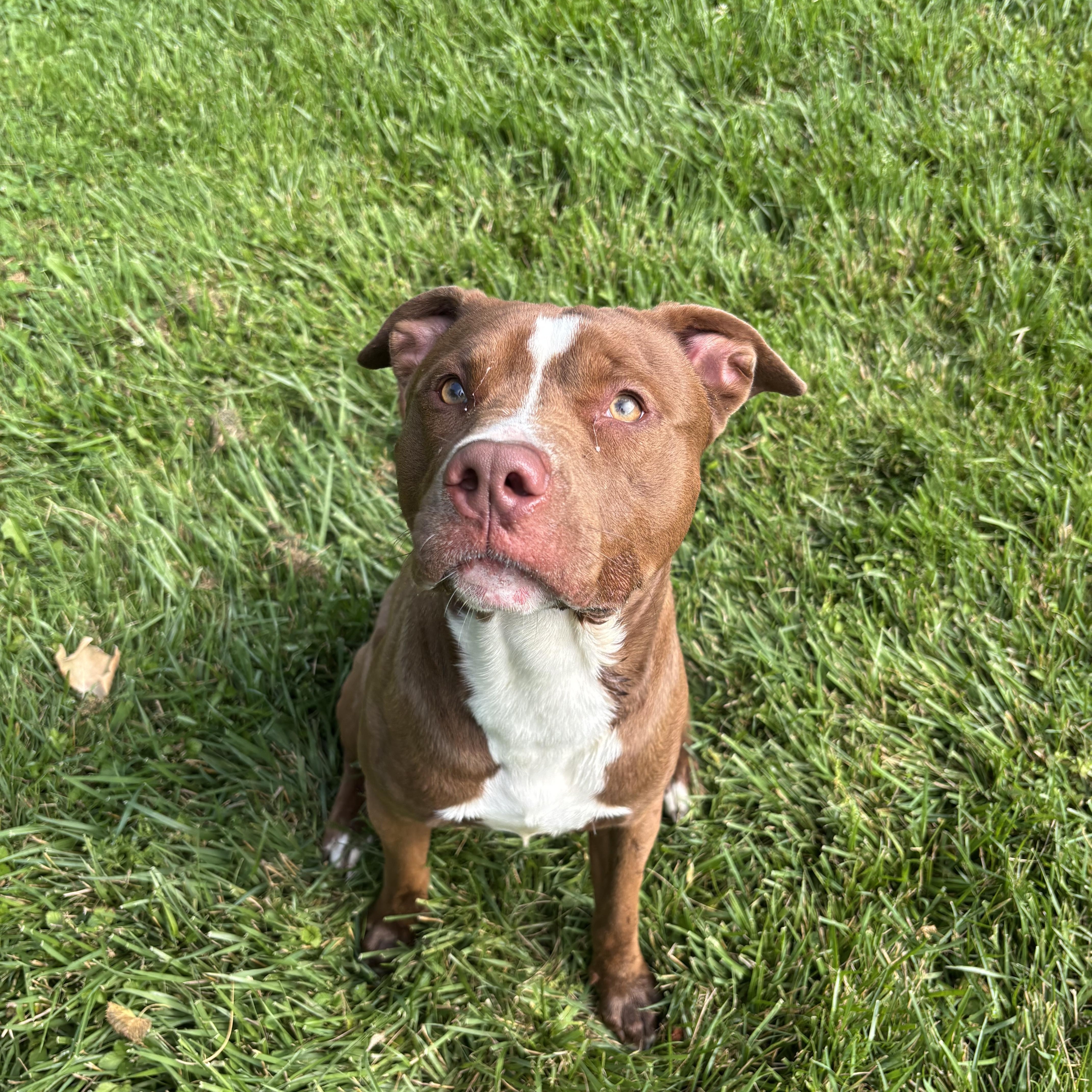 Silly Willy, adopted, Young Male Pit Bull Terrier.