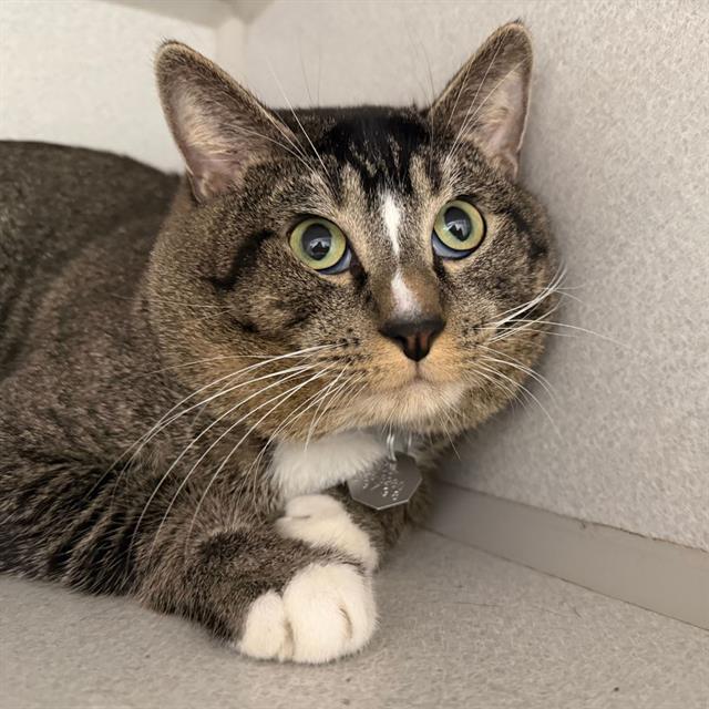 SIMBA, Adoptable, Young Male Domestic Short Hair.