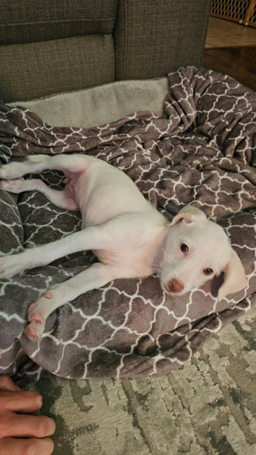 Joy, an adoptable Dachshund, Schnoodle in San Diego, CA, 92120 | Photo Image 3