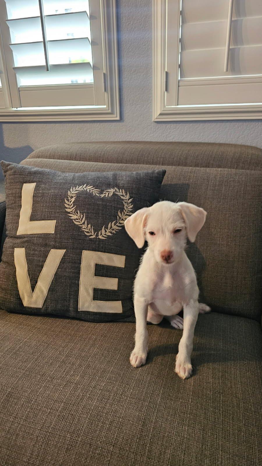Joy, an adoptable Dachshund, Schnoodle in San Diego, CA, 92120 | Photo Image 1