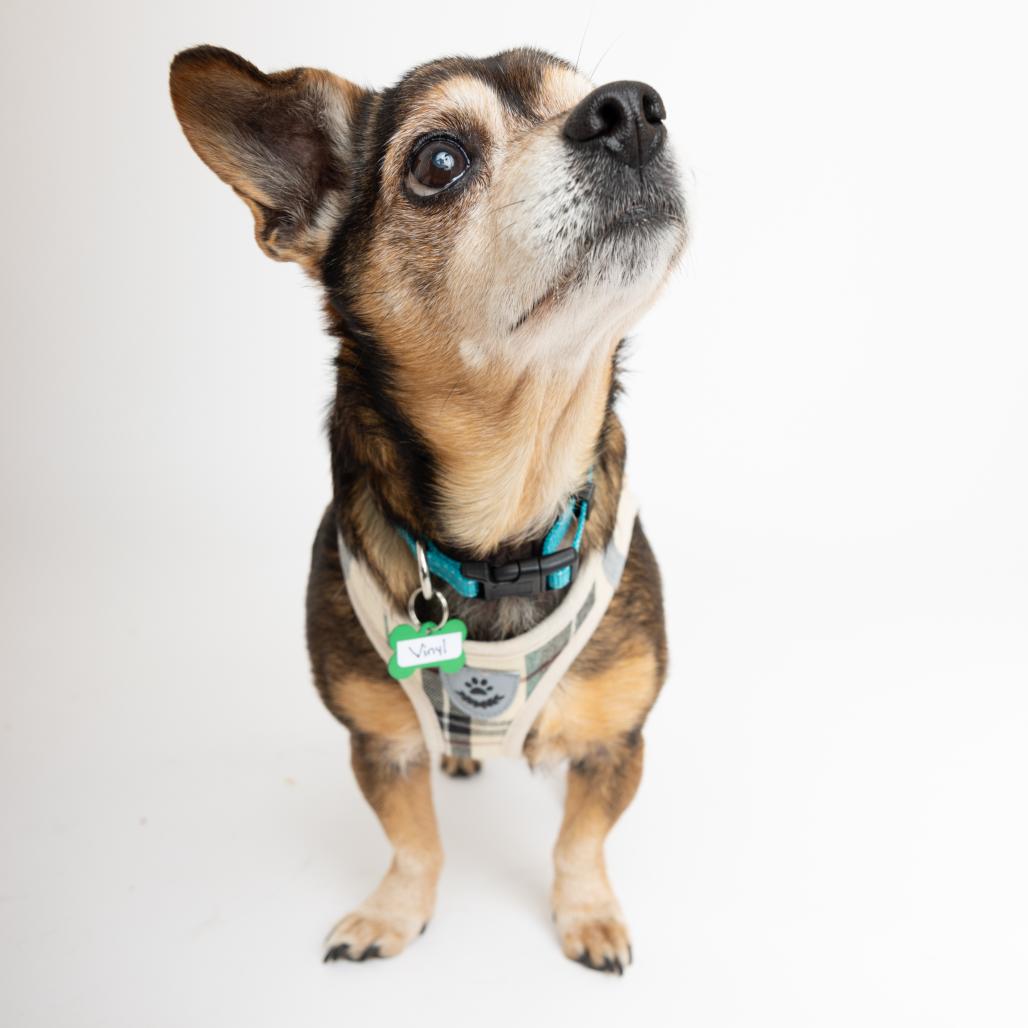 Vinyl 13903, Adoptable, Senior Male Chihuahua.