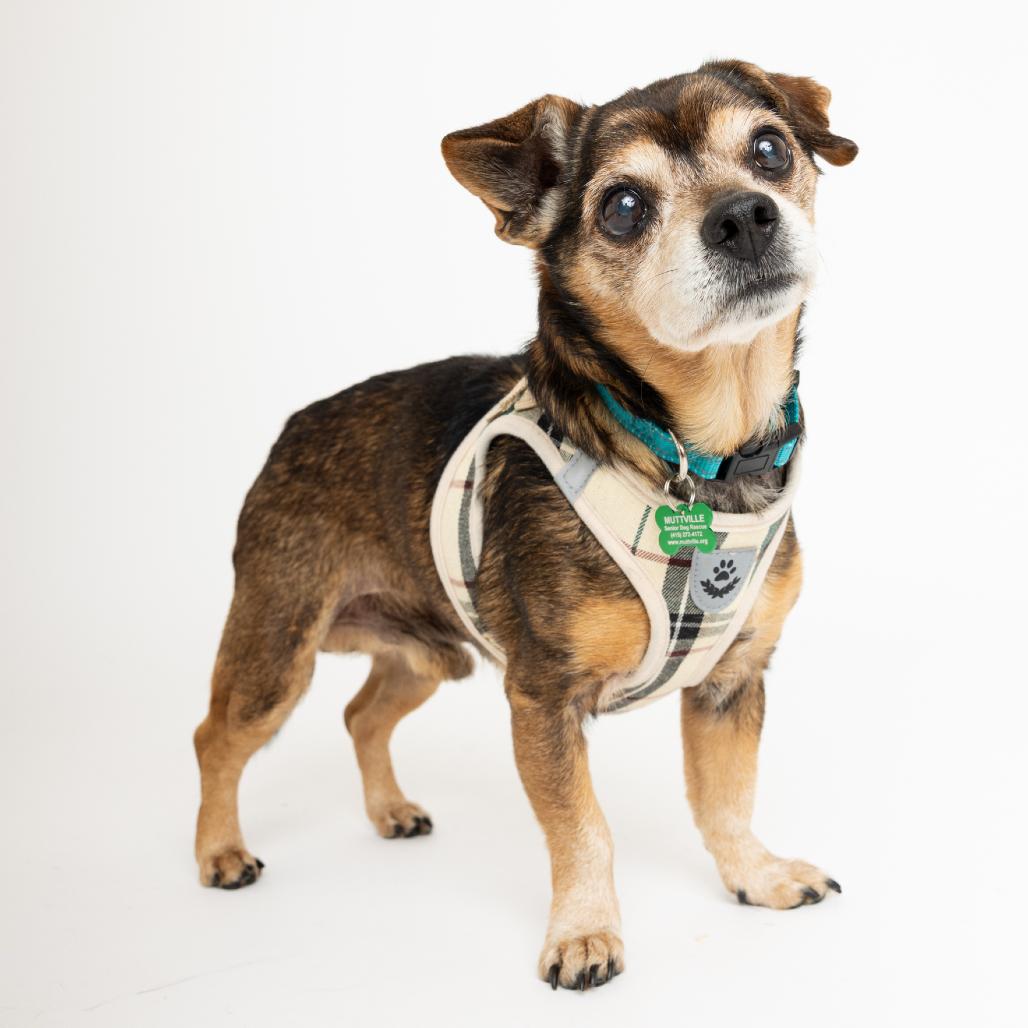 Enlarge Vinyl 13903, a Adoptable Chihuahua in San Francisco, CA image 2/6