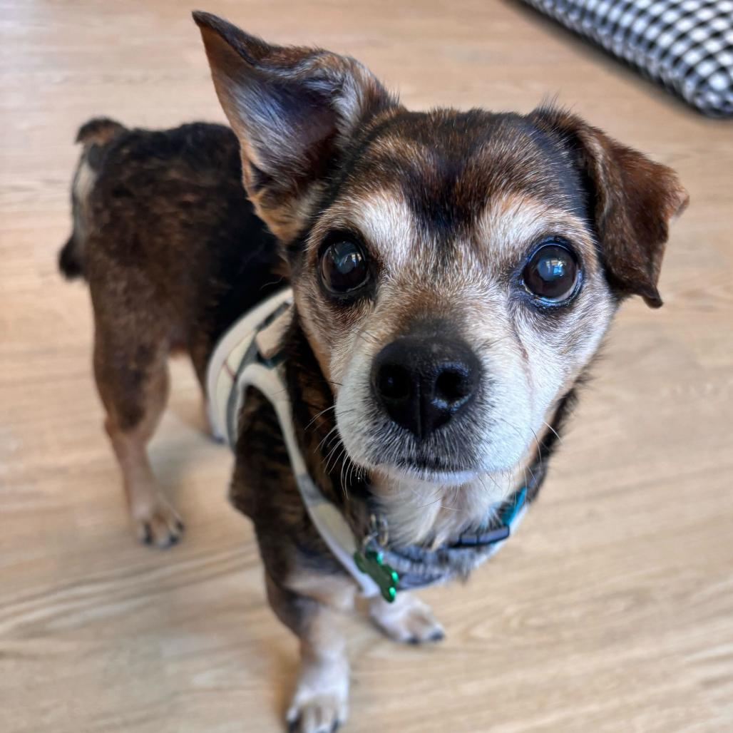 Enlarge Vinyl 13903, a Adoptable Chihuahua in San Francisco, CA image 3/6